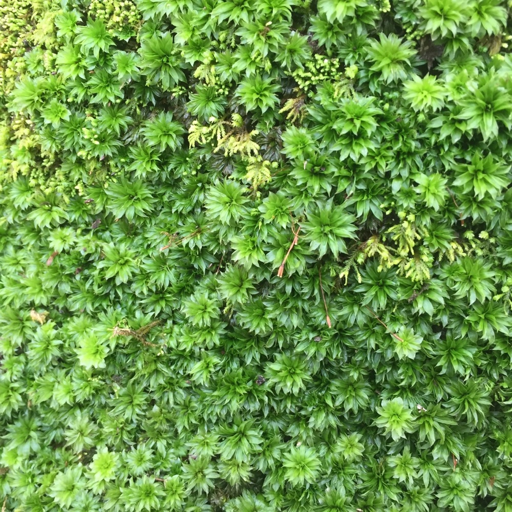 Meet your Posher, Closetspacepls